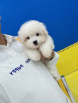 우아퍼피 강서직영점