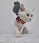 투냥