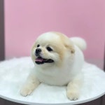 또보개