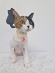 투냥