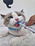 투냥