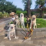 베버리독스 애견호텔유치원