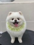 애견백화점 동탄점