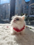 일산고양이 라라캣츠