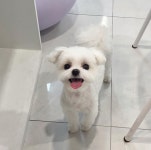 디어마이펫