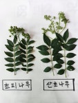 광양초피농장