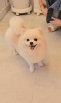 그루머엔제이