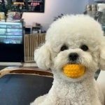 고고독 애견카페