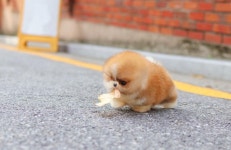 퍼피빌리지 청담점
