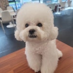 고고독 애견카페