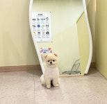 커먼독
