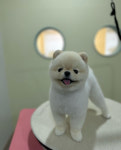 커먼독
