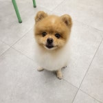 그린펫그루밍