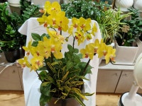 쩡아네정원 부천