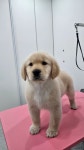 애견나라