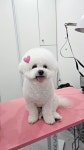 애견나라