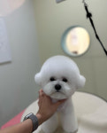 커먼독