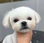 두리그루밍