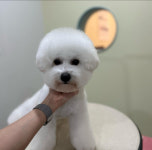 커먼독