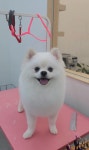 포도독