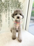 강아지미용실정독
