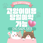 오묘고양이카페호텔미용