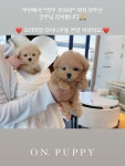 온퍼피 강아지분양 전주본점