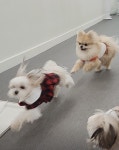 내 강아지의 봄 일산애견유치원&애견호텔