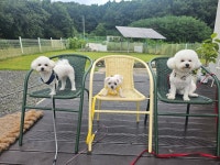 코코펫살롱&호텔