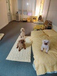 내 강아지의 봄 일산애견유치원&애견호텔