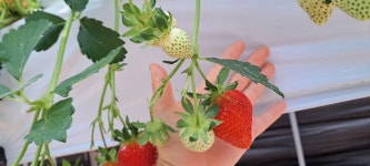 오늘땄데이딸기농장