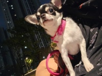 해피바우 애견유치원