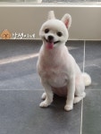 강생이네