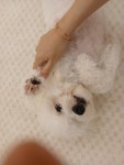 르라움 애견호텔 유치원 신암점