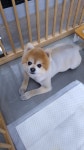 더빛나개