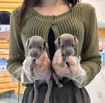 강아지분양 애견분양 퍼피플라워 중랑점