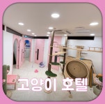고양이무마취미용 무냥무냥 부산서면점