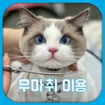 고양이무마취미용 무냥무냥 부산서면점