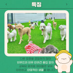 라라퍼피 애견 반려견 유치원