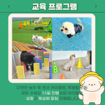 라라퍼피 애견 반려견 유치원