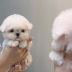 하이퍼피 강아지분양 고양이분양 군산본점