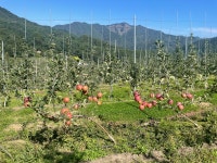 팜마티나 사과농장 & 쌀 베이커리