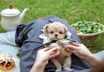 미유펫 강아지고양이 구미점