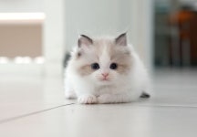 미유펫 강아지고양이 구미점