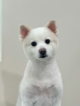 리브아워펫