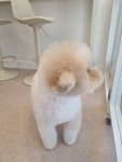 멍샵