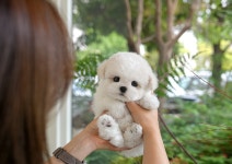 미유펫 강아지고양이 구미점