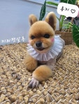 키티펫살롱