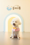 뭉개구름 애견유치원 애견호텔