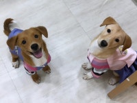 양코치 애견카페